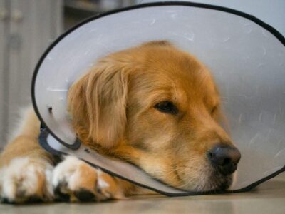 Veterinaria Pet Guardianes